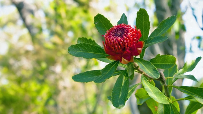 Red waratah growing in bush