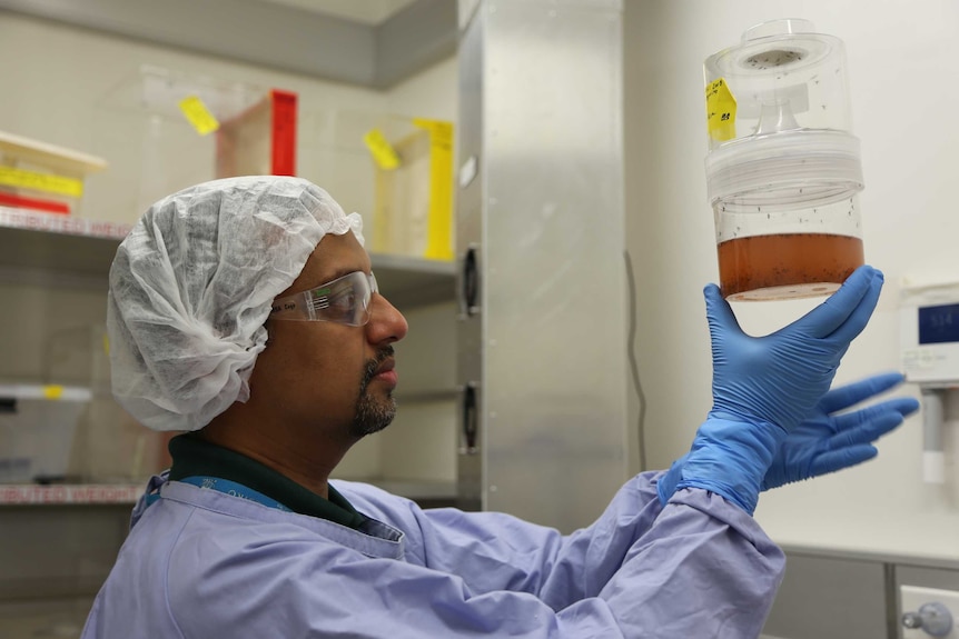 Dr Prasad Paradkar holds a cannister of mosquitoes