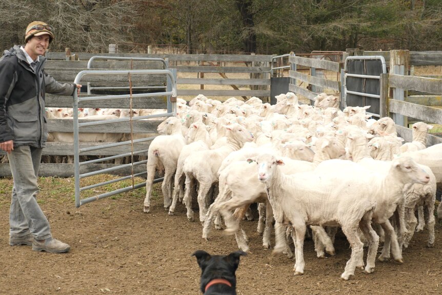 A man holds a yard gate open to let sheep through as a dog rounds them up.