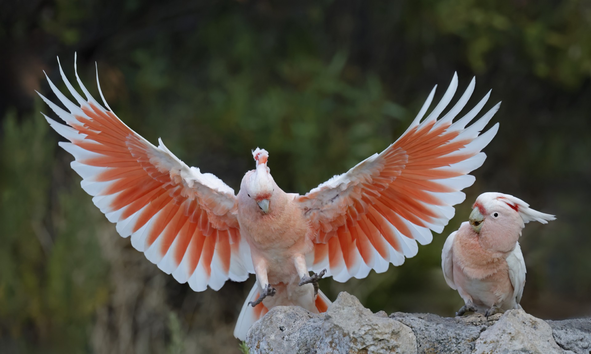 A pink and white galah with its wings spread open.