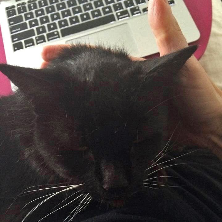 A cat is draped across the arms of a women using a computer keyboard
