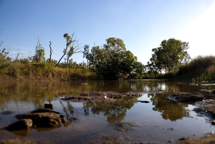 A muddy waterhole, surrounded by long grass and a couple of trees