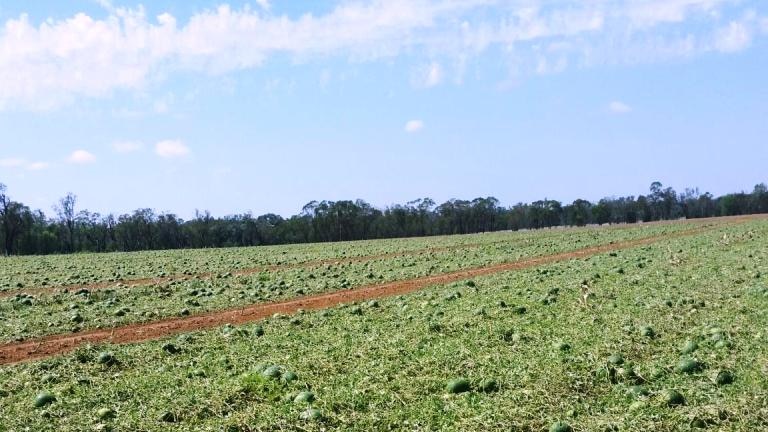 Wrecked watermelons in a paddock near Chinchilla on the Western Downs.