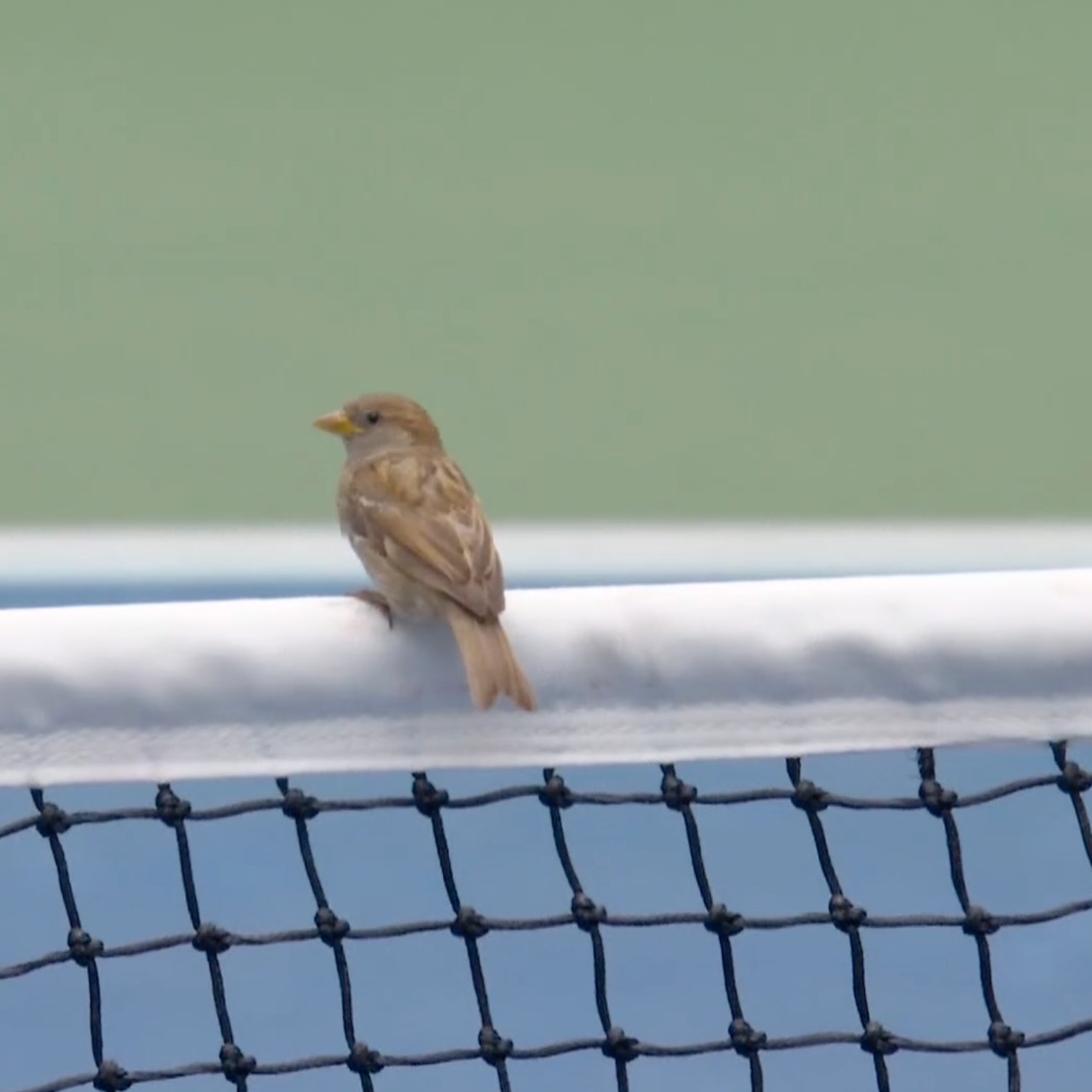 Birds cause a flutter of discontent for Medvedev at US Open