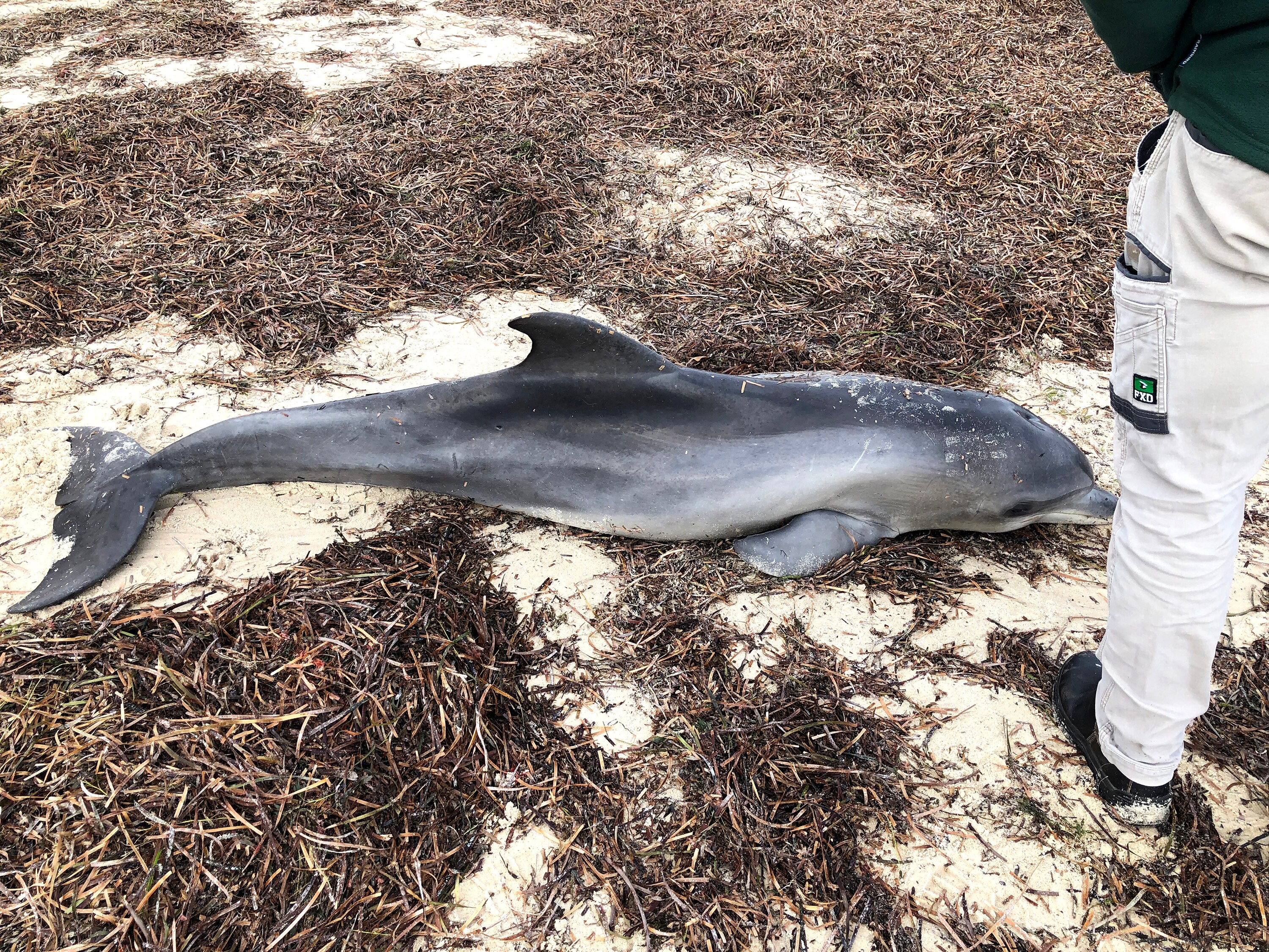 Why are the dolphins dying? ABC News
