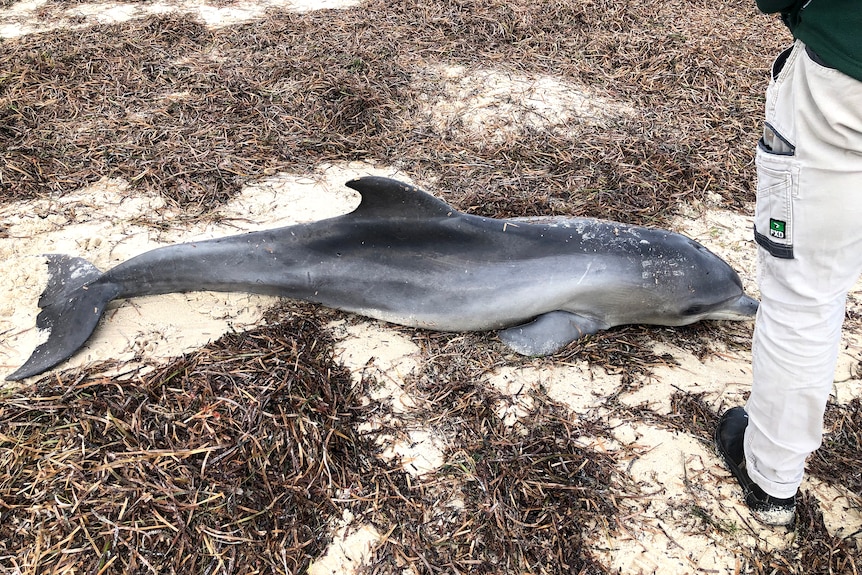 A dead dolphin lays on a beach surrounded by seaweed