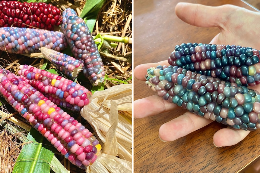 Corn cobs with brightly coloured kernels in yellow, blue, purple and pink tones.