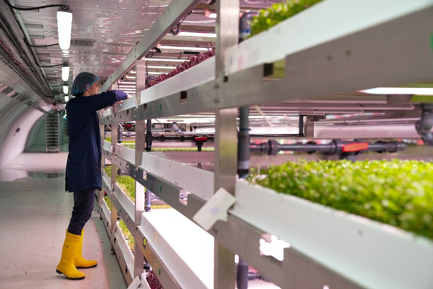 A person leans up to look at herbs growing in shelves. 