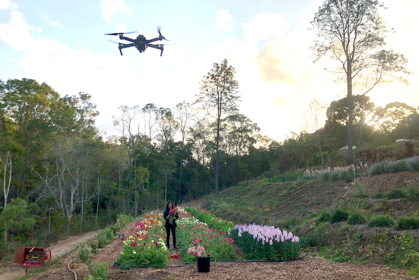 A drone hovers above flowers on a farm.