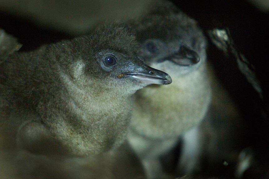 Close up of penguin chicks