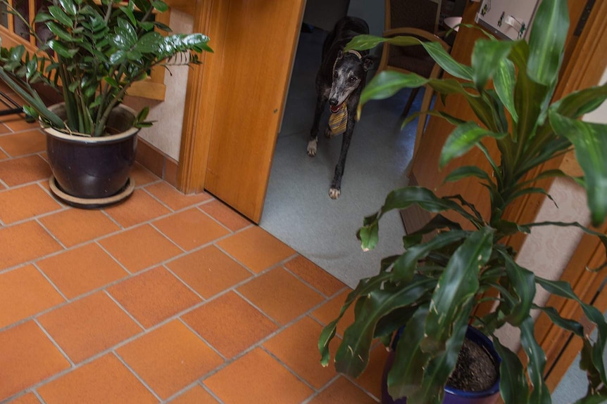 A greyhound wearing a necktie walks through a doorway