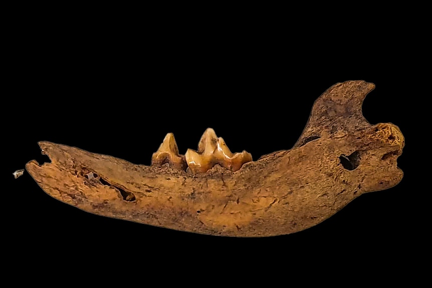 A yellowed jaw bone with two teeth on it against a black background