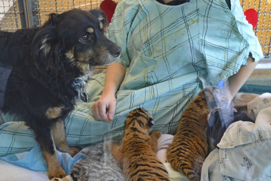 Blakely the Australian shepherd cares for tigers