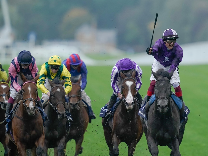 A purple-clad jockey wstands up in the irons and waves his whip in celebration after passing the finish line.