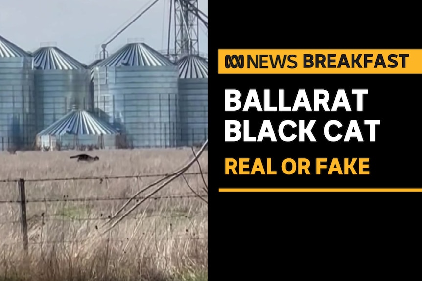 Ballarat Black Cat, Real Or Fake: Black cat running through dry grass fields in front of silos.