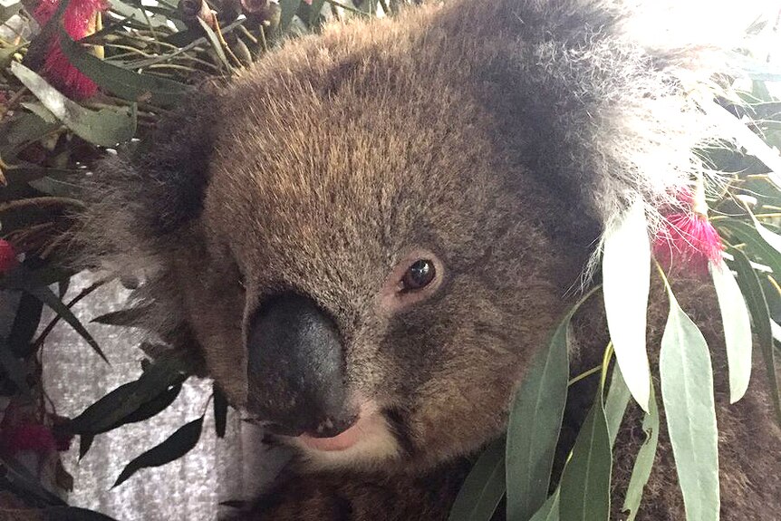 Adelaide Hills koala recovers after being stuck behind 4WD wheel