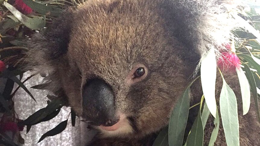 Adelaide Hills koala recovers after being stuck behind 4WD wheel