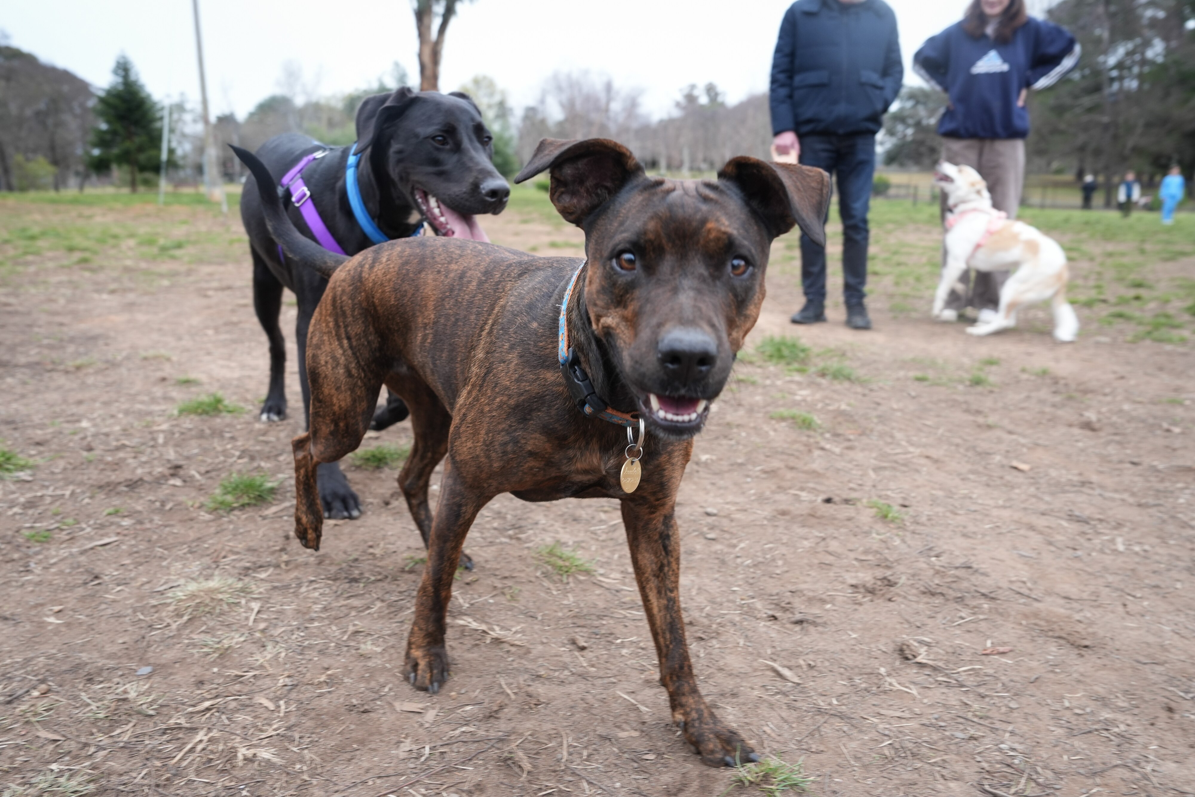 Dogs at Yarralumla dog park