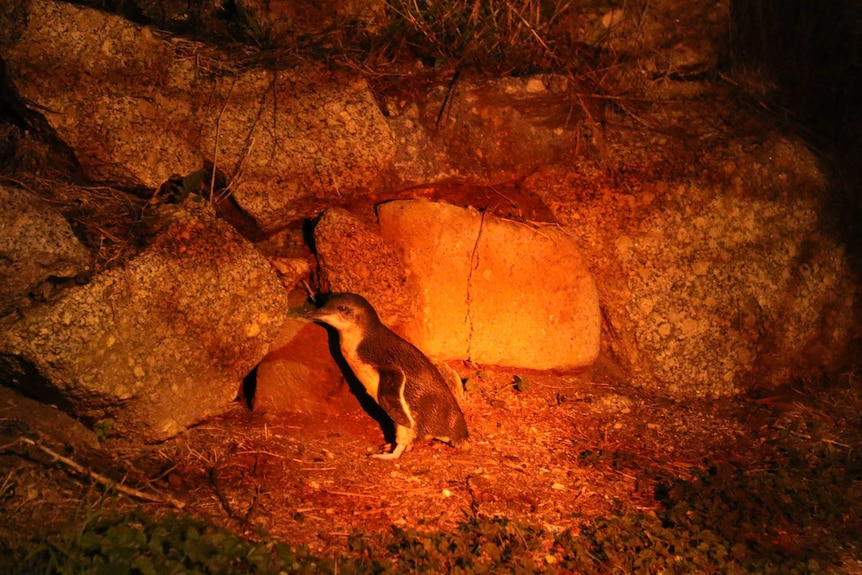 Little penguin on Granite Island.