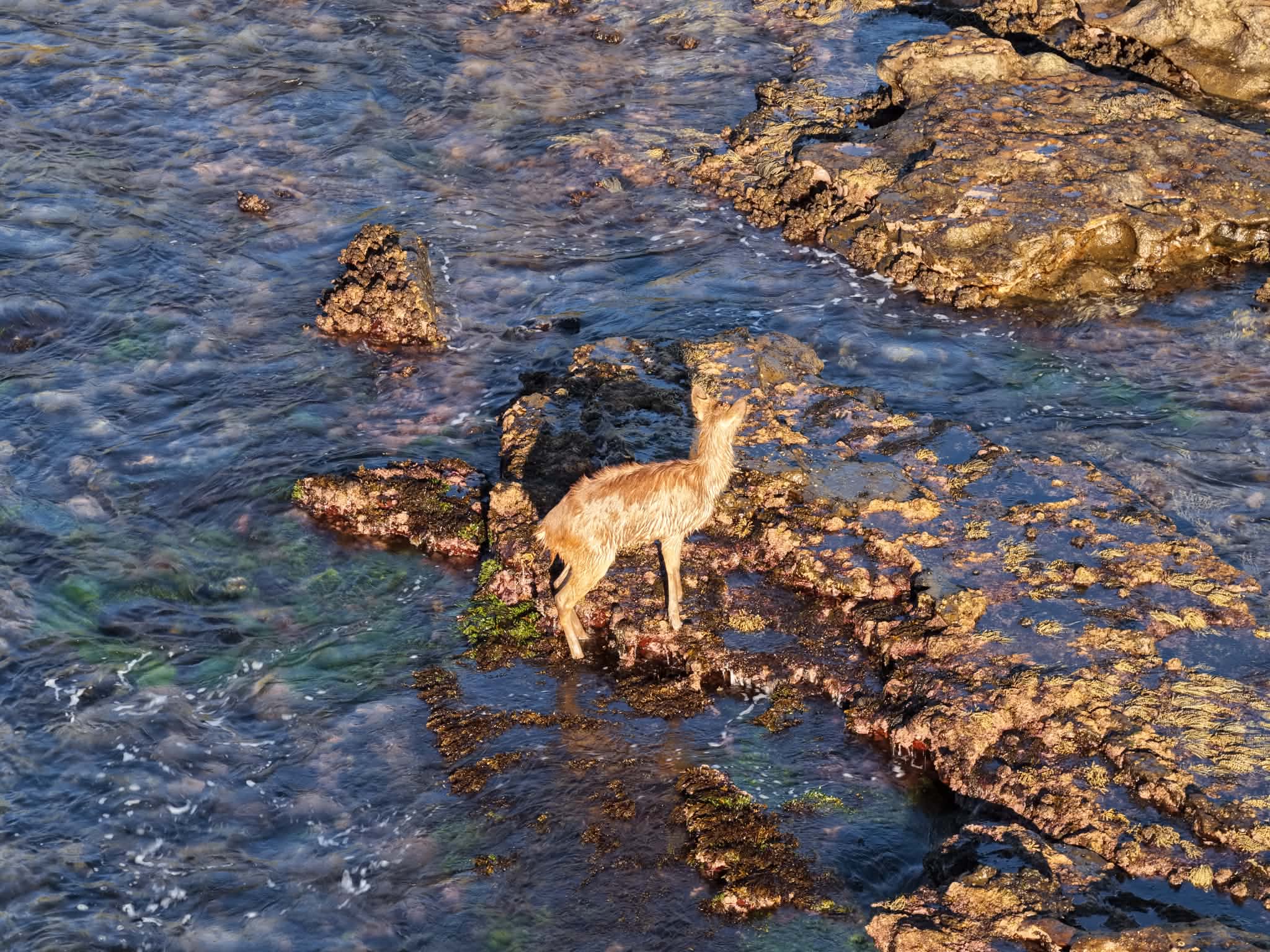 Deer stranded on rock shelf highlights looming urban pest problem
