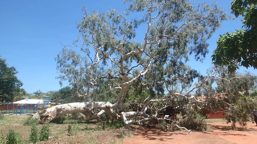 Fallen ghost gum tree with playground in the background
