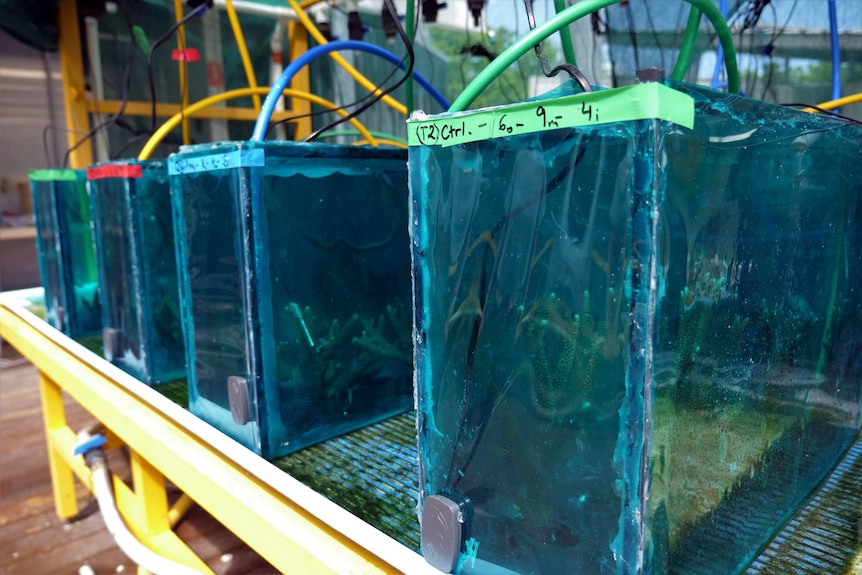 Four big blue rectangle tanks filled with water and coral.