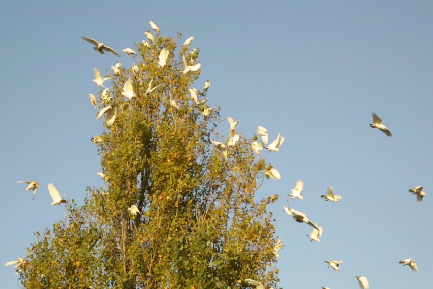 A flock of corella flying over Bunbury