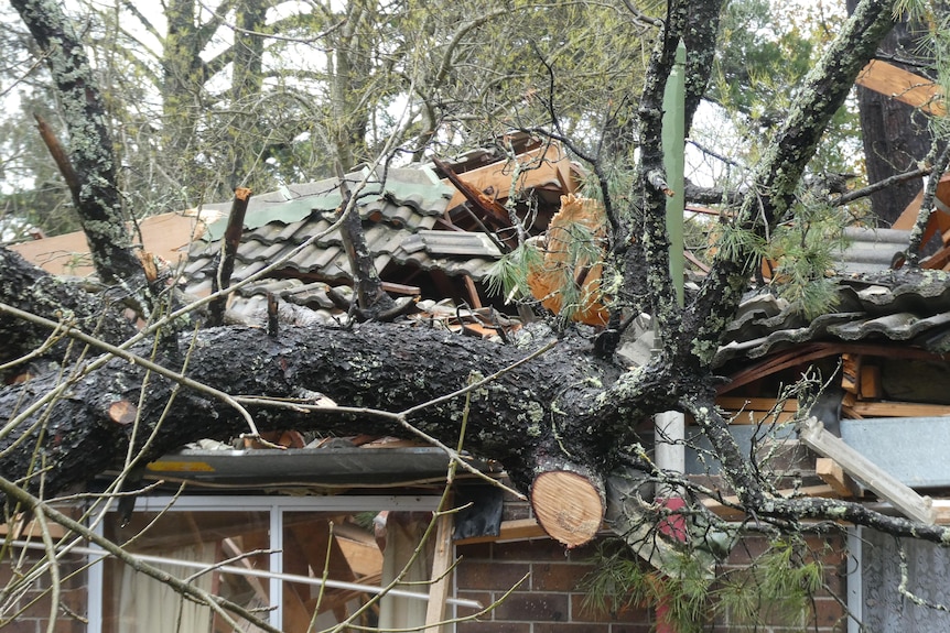 Close up of mangled roof under huge tree branch.