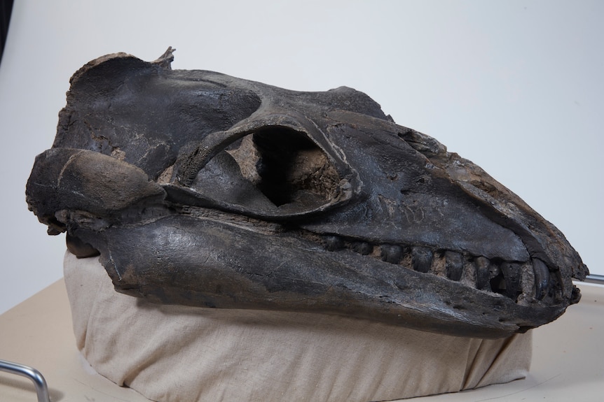 A skull of an ancient type of whale called janjucetus hunderi