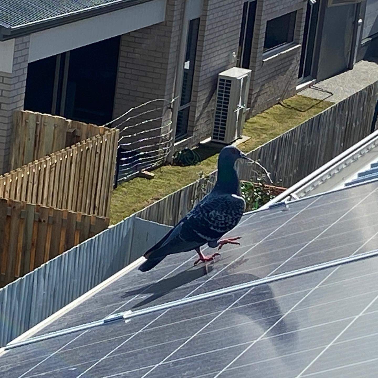 Pooping pigeons prove problematic for properties with solar panels