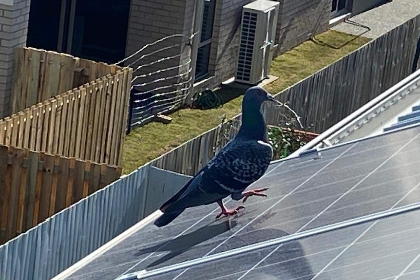 A pigeon carrying a twig in its beak, walks across solar panels.
