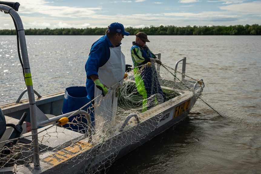 Gill nets being pulled in on the Norman River
