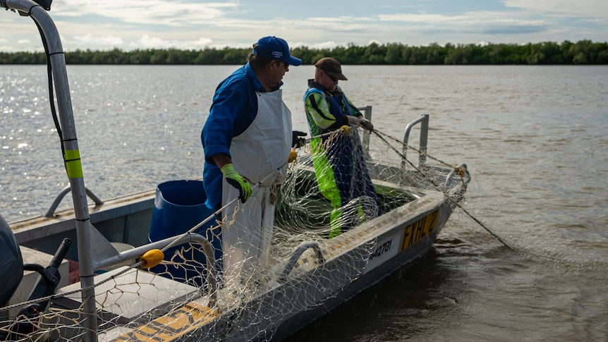 Gill nets being pulled in on the Norman River