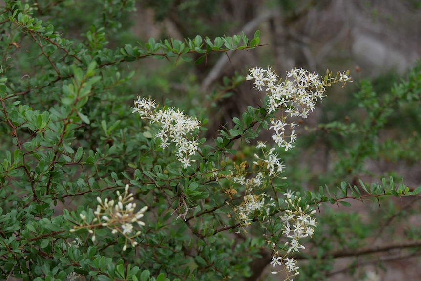 A green bush with small white flowers. 