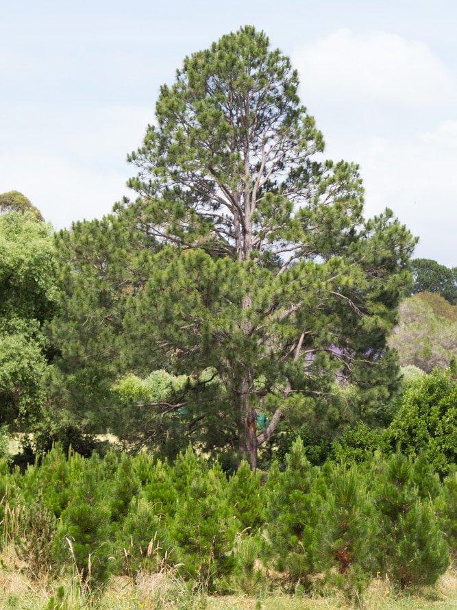 A 40 metre high Christmas tree at Duffy's Forest