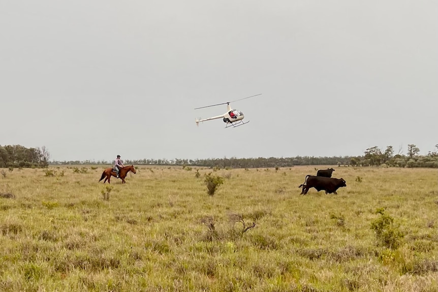 A woman on a horse and chooper in the sky mustering cattle in a grassy paddock. 