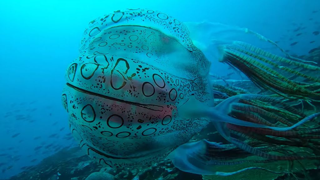 Jellyfish filmed by scuba diver off Papua New Guinea could be rare or new  species - ABC News