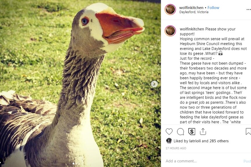A photo of a grey goose with an orange beak is posted on Instagram.