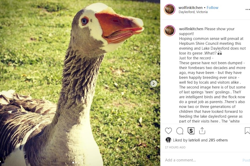 A photo of a grey goose with an orange beak is posted on Instagram.