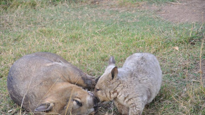 One small wombat and one large wombat play happily with each other on green grass