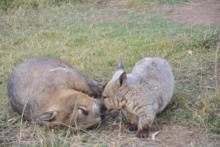 One small wombat and one large wombat play happily with each other on green grass