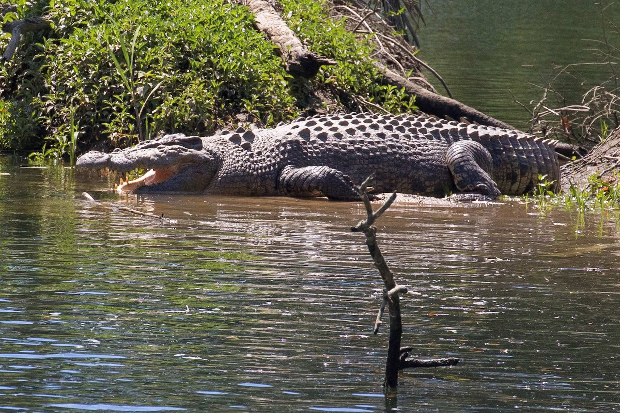 Мангровые болота гребнистый крокодил