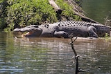 A big crocodile suns itself on a creek bank