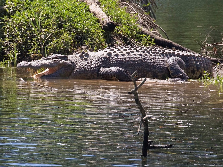 A big crocodile suns itself on a creek bank