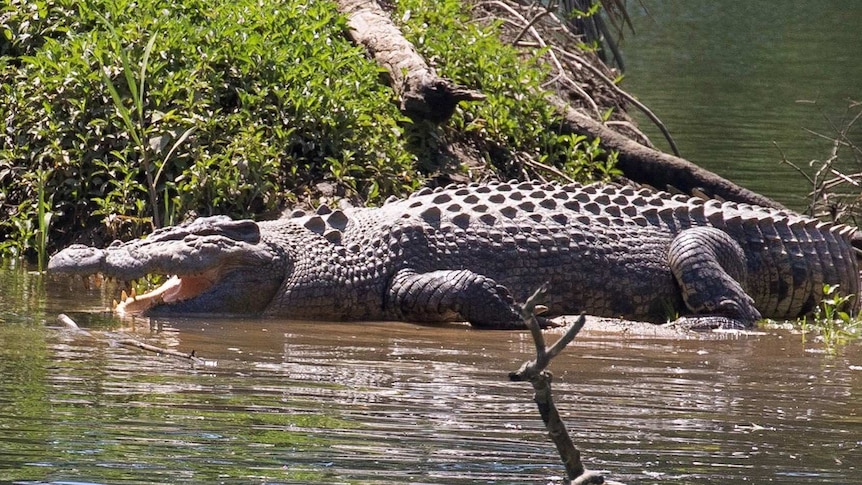 A big crocodile suns itself on a creek bank