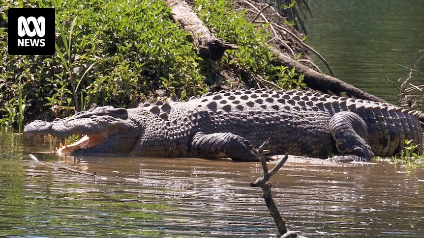 Cheeky crocodile continues to elude rangers in Far North Queensland
