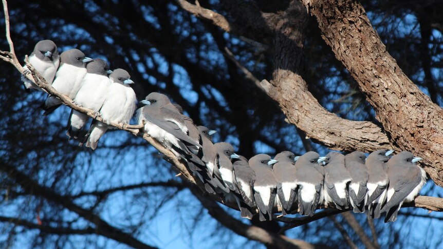 White-breasted woodswallows sit together on a branch of a Myall tree.
