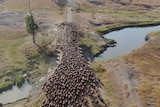 cattle cross a bridge while being mustered by a drone