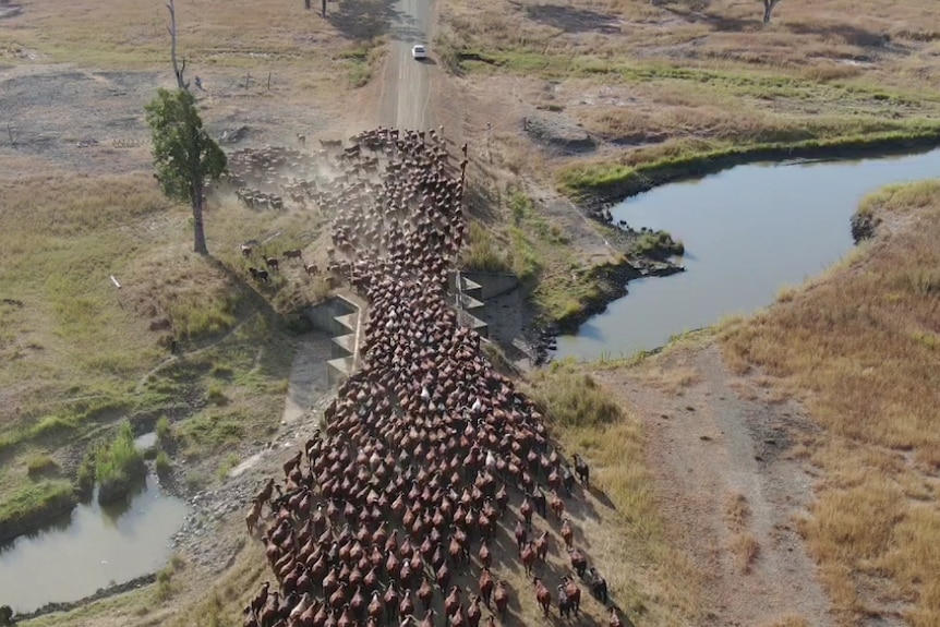 cattle cross a bridge while being mustered by a drone