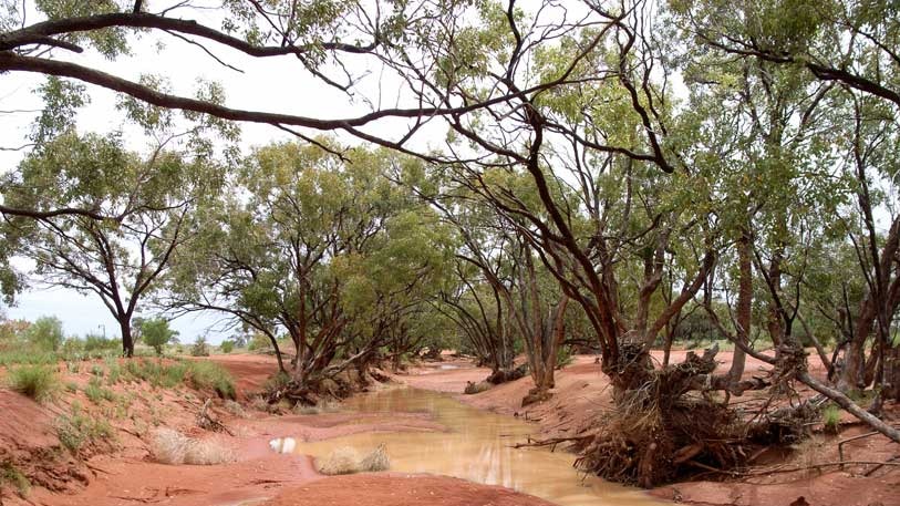 Eucapltus populnea line a creek bed in Broken Hill